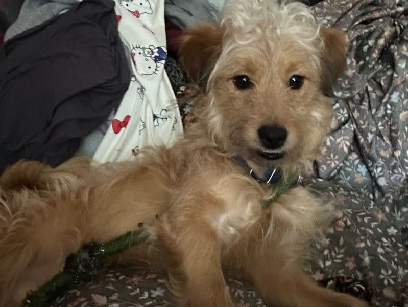 Maltipoo 2 years old male medium named Gizmo for breeding in Santa Clara County, California | Petmeetly