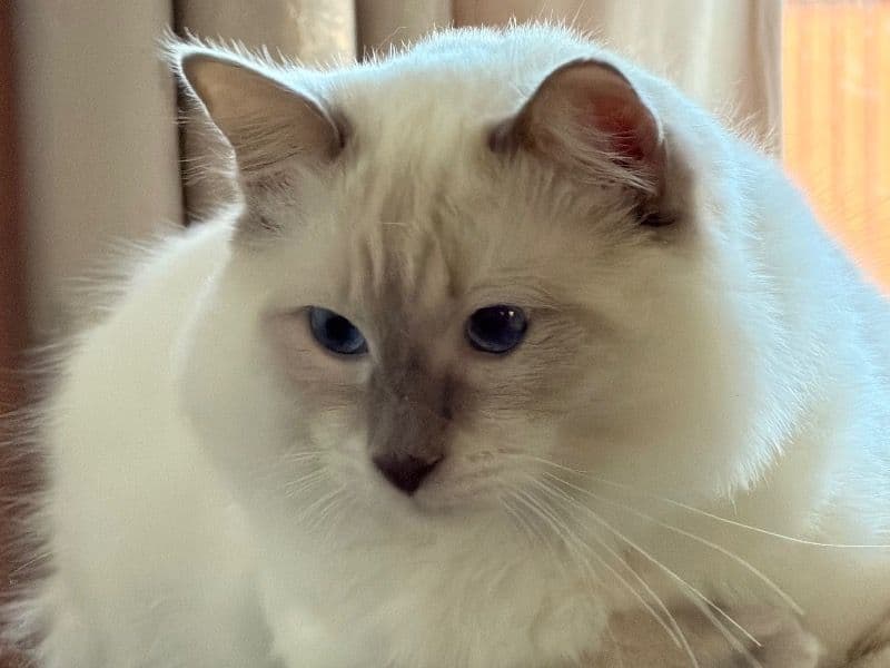 Ragdoll 1 year old male named Willow for breeding in Falkirk, Scotland | Petmeetly