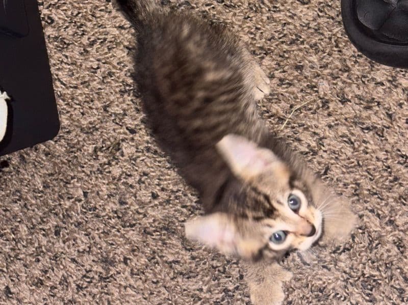 No Names - American Shorthair | Petmeetly