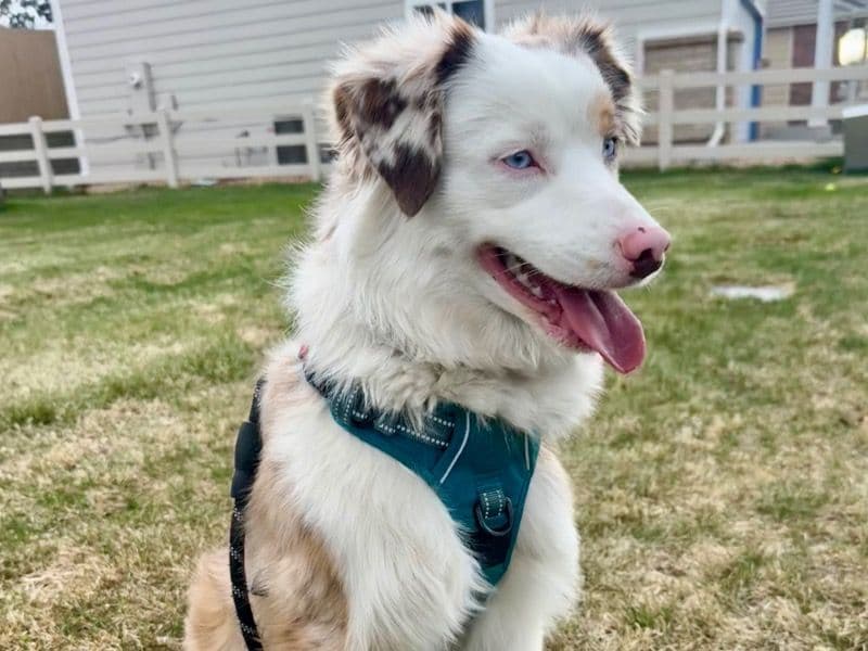 Miniature Australian Shepherd 1 year 5 months old male medium named Tucker for breeding in Arapahoe County, Colorado | Petmeetly