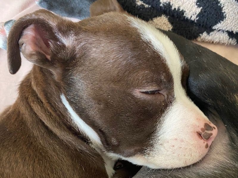 American Staffordshire Terrier 11 months old male small named Enzo for breeding in St. Mary's County, Maryland | Petmeetly