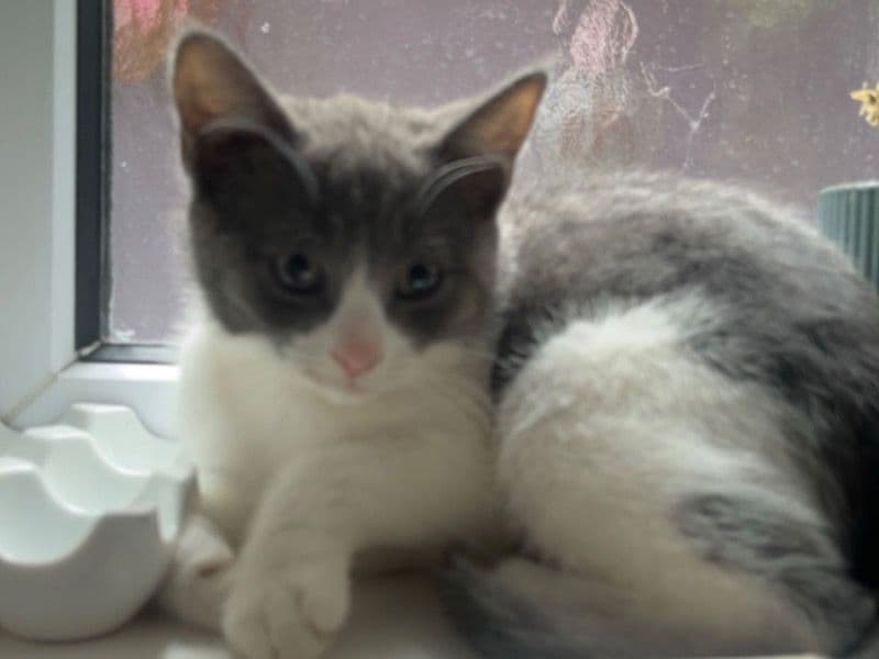 Abyssinian 10 months old female named Pebble for sale in Leicestershire, England | Petmeetly