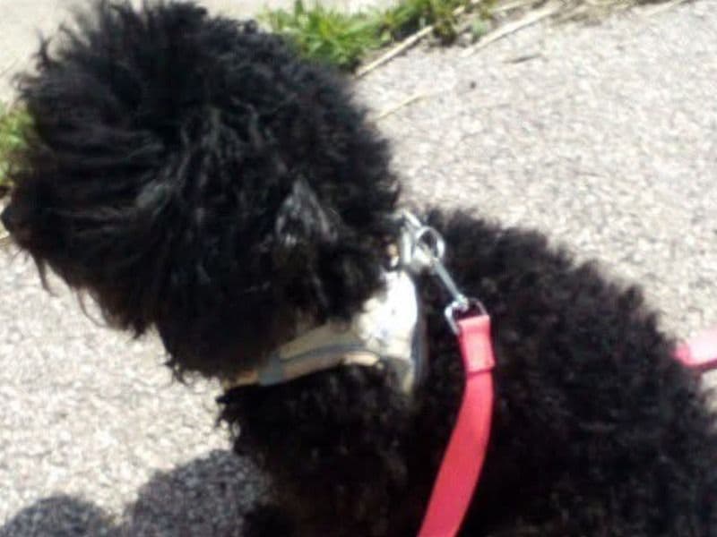 Maltipoo 7 years old female small named Star for breeding in Jackson County, South Dakota | Petmeetly