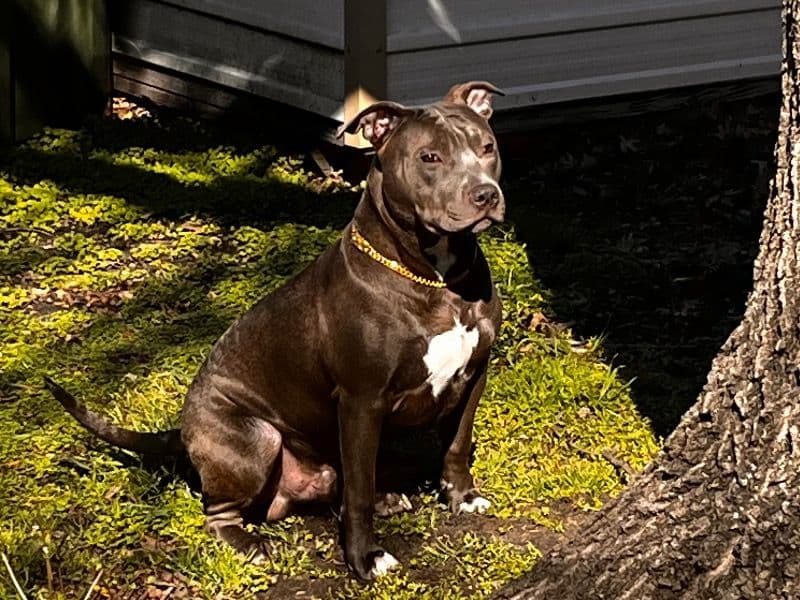 Blue nose Pitbull 1 year 11 months old male medium named Zeus for breeding in Hardee County, Florida | Petmeetly
