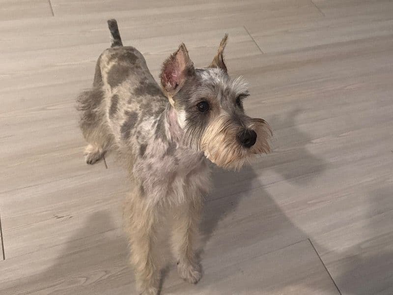 Miniature Schnauzer 9 months old male small named Milo for breeding in Hernando County, Florida | Petmeetly