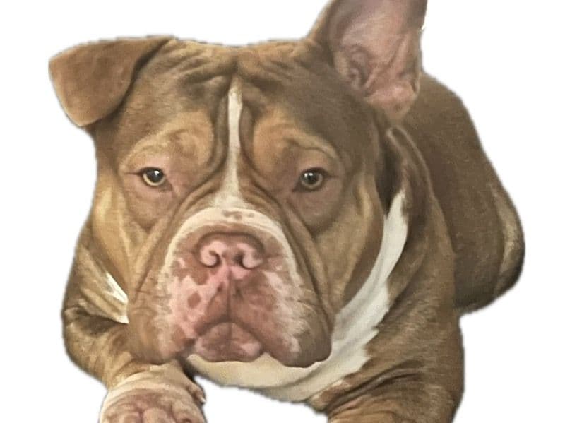 Otis primary photo