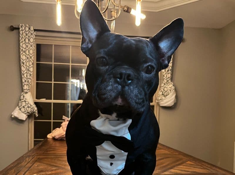 Bruno primary photo