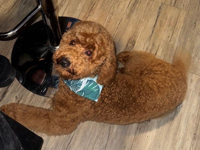 Miniature Poodle 1 year 2 months old male medium named Mister for breeding in San Bernardino County, California | Petmeetly