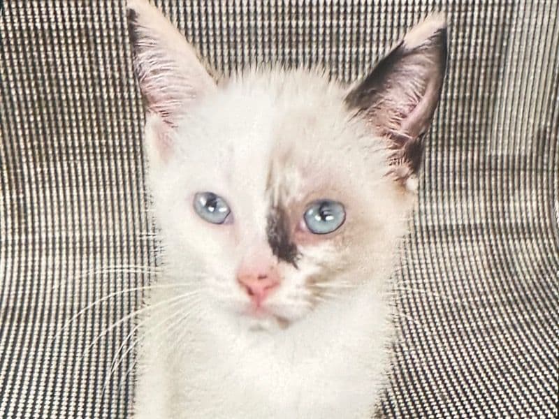 Lena primary photo