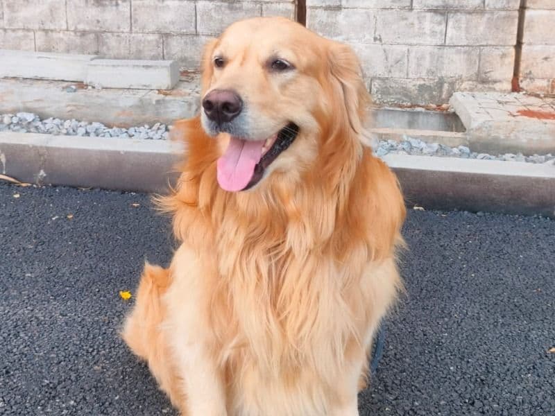 Bruno primary photo