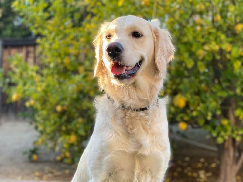 Golden Retriever 2 years old female large named Charley for breeding in Sumner County, Tennessee | Petmeetly