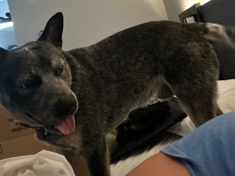D O G primary photo