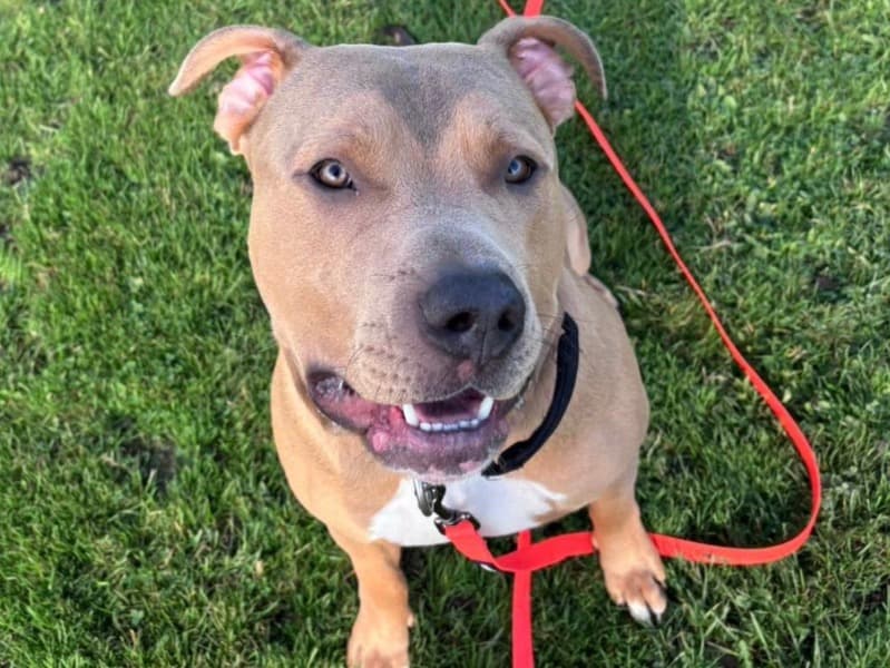 American Staffordshire Terrier 2 years 3 months old male large named Hector for breeding in Greater London, England | Petmeetly