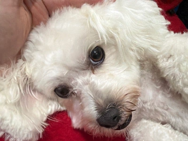 Maltese 2 years 10 months old female small named Princess for breeding in Leicestershire, England | Petmeetly