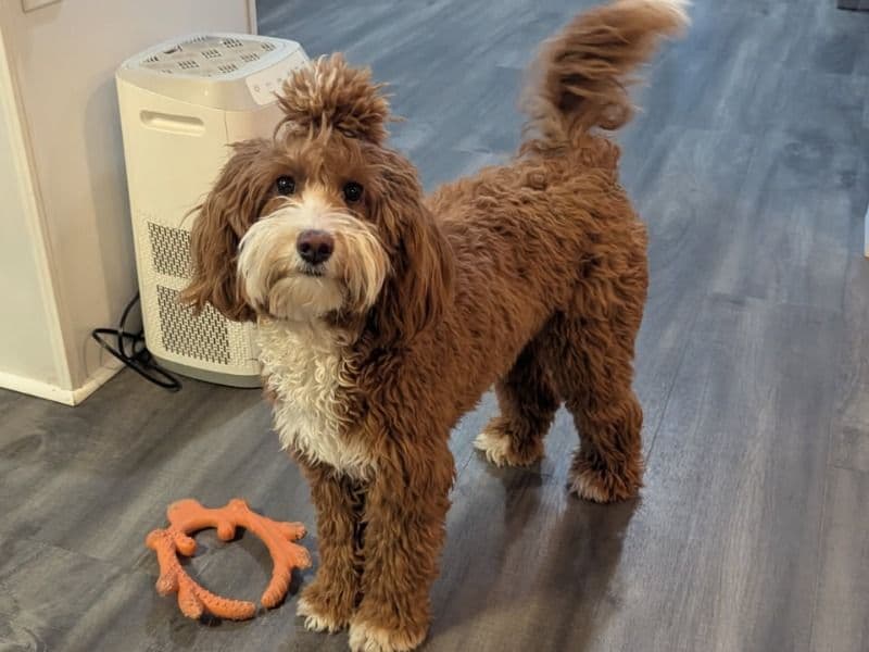 Mini Golden Doodle 1 year 11 months old female small named Pearl for breeding in Wayne County, Michigan | Petmeetly