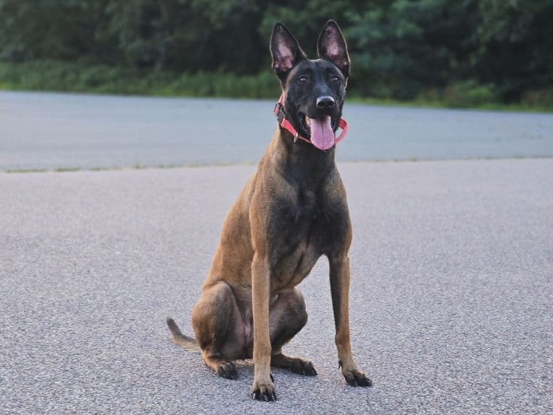 Xena primary photo