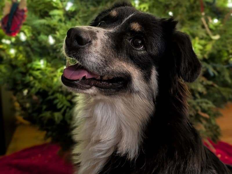 Australian Shepherd 2 years 6 months old female medium named Nina for breeding in Bexar County, Texas | Petmeetly