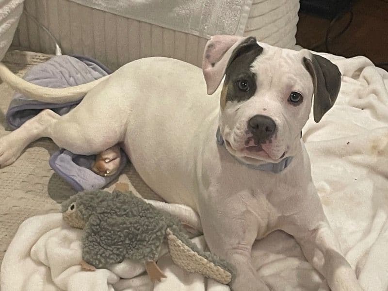 Pit Bull Terrier 6 months old female medium named Maya for adoption in Forsyth County, North Carolina | Petmeetly