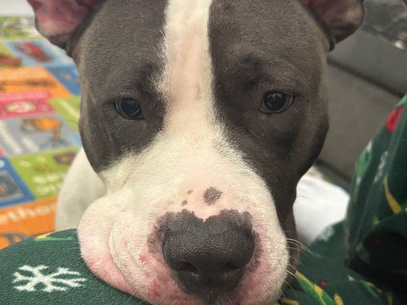 American Staffordshire Terrier 1 year 9 months old female large named Kiani for breeding in Los Angeles County, California | Petmeetly