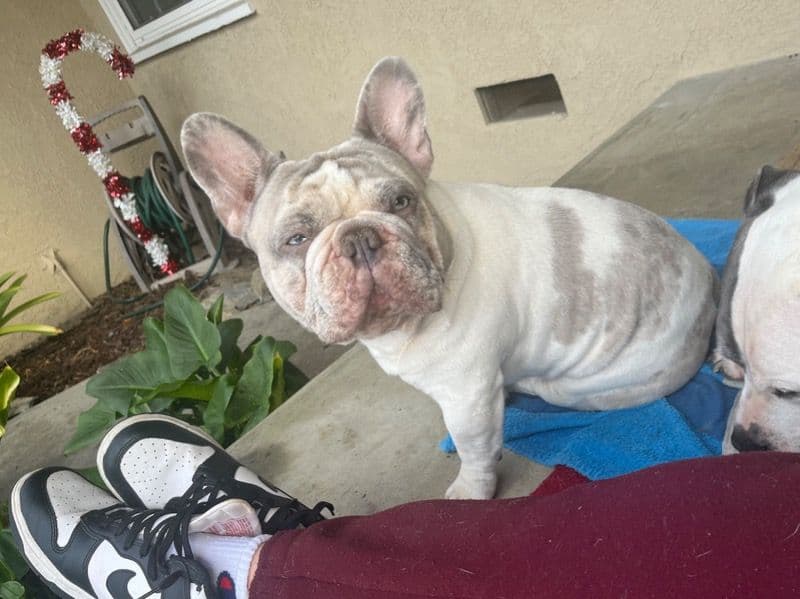 French Bulldog 3 years 8 months old male medium named Rocko for breeding in La Habra Heights, California | Petmeetly