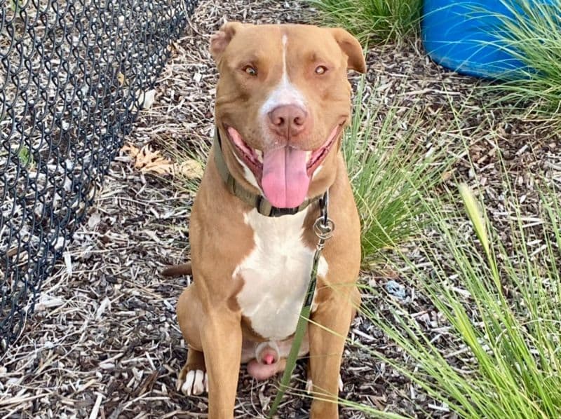 American Staffordshire Terrier 3 years 7 months old male medium named Chico for breeding in Chelan County, Washington | Petmeetly