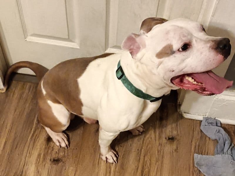 American PitBull Terrier 3 years old male large named King for sale in Greater Bridgeport Planning Region, Connecticut | Petmeetly