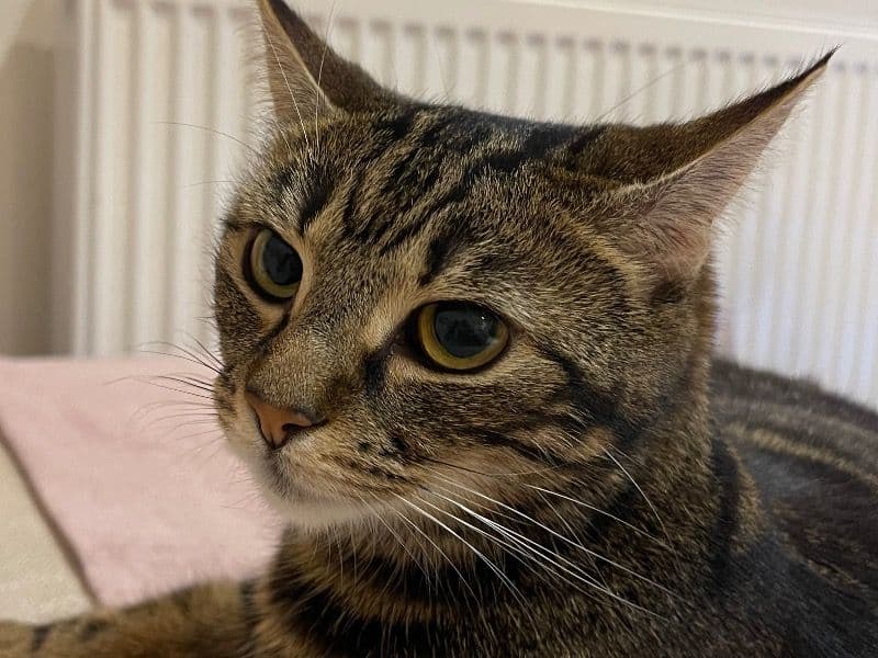 Fifi primary photo