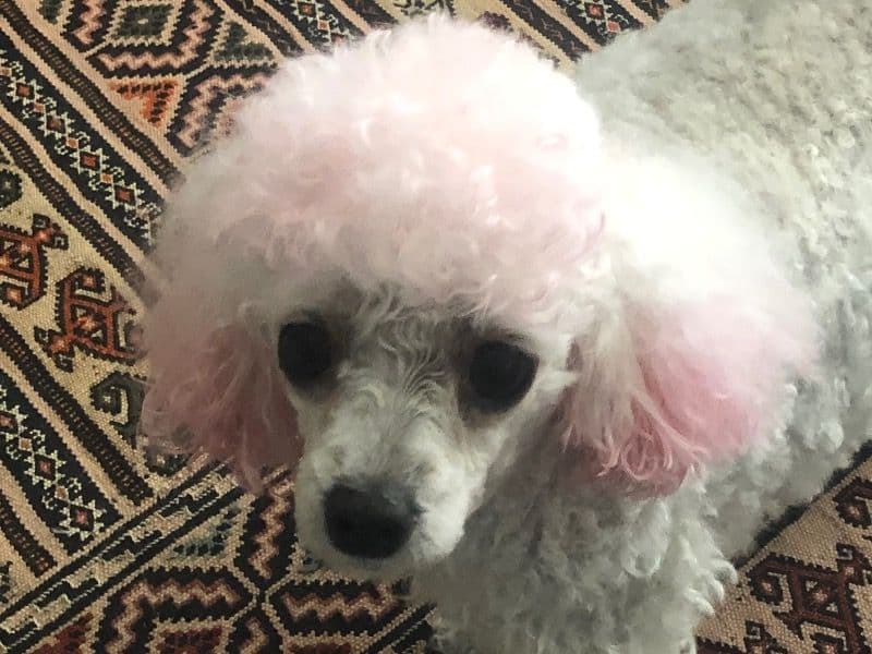 Poppy primary photo