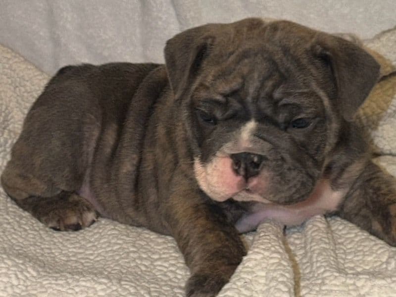 Bulldog 2 months old male small named Pine for sale in Mason County, West Virginia | Petmeetly