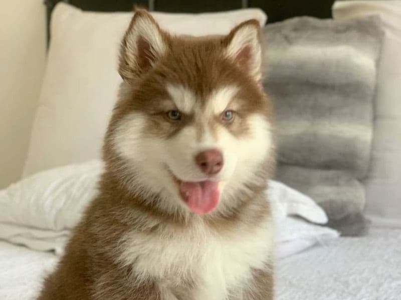 Siberian Husky 2 years 5 months old male medium named Finn for sale in California | Petmeetly