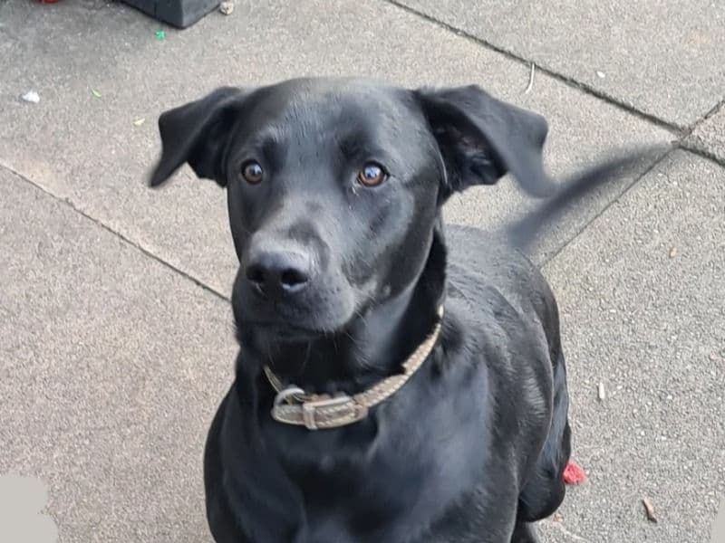 Labrador Retriever 2 years 11 months old male medium named Merlin for breeding in West Midlands, England | Petmeetly