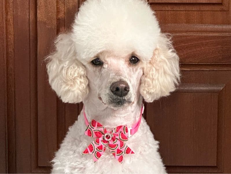 Standard Poodle 3 years 3 months old female medium named Ginger for breeding in Málaga, Andalusia | Petmeetly