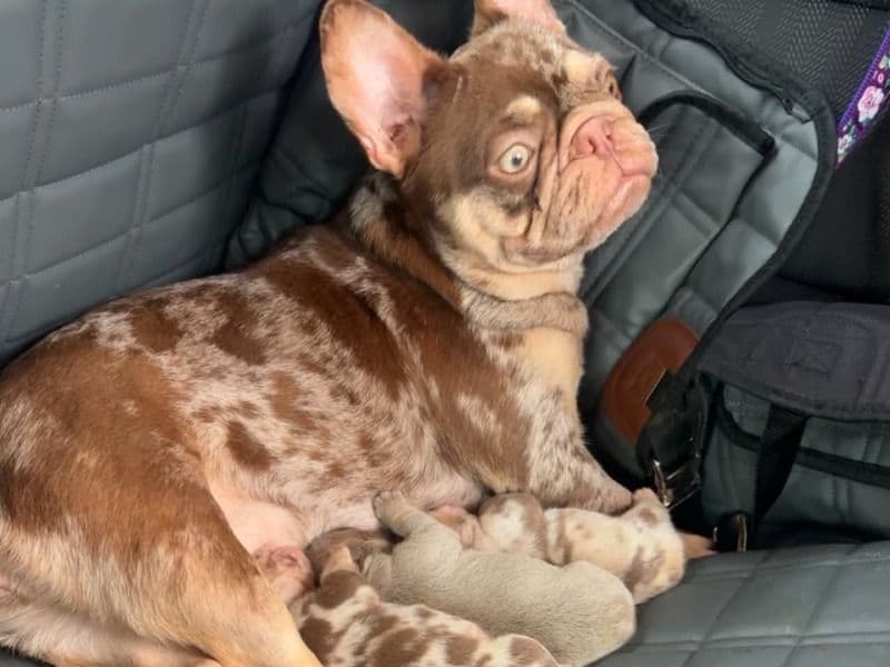 Rojos - French Bulldog | Petmeetly