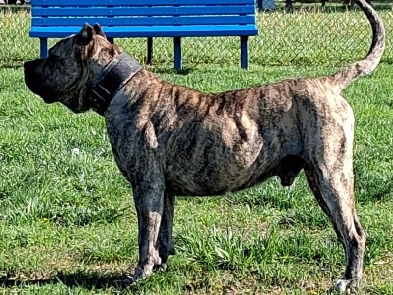Presa Canario 3 years 8 months old male large named Blaze for breeding in Manassas Park, Virginia | Petmeetly