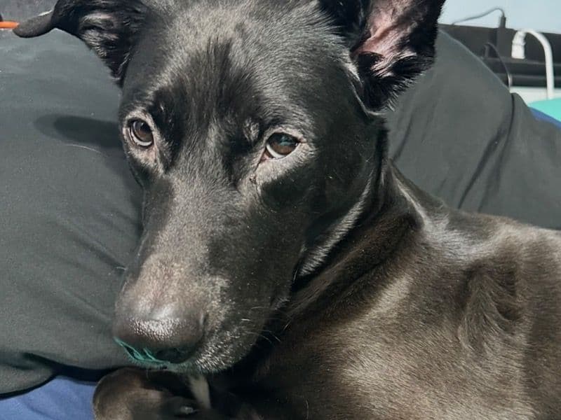 Labrador Retriever 4 years old male large named Shadow for breeding in Kings County, New York | Petmeetly