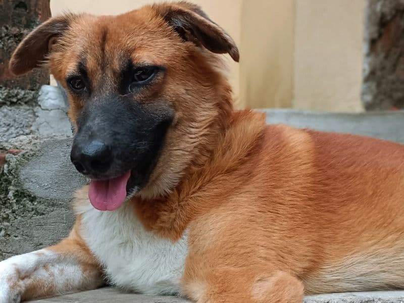 Aussiepom 2 years 5 months old male medium named Jack for breeding in Chennai, Tamil Nadu | Petmeetly