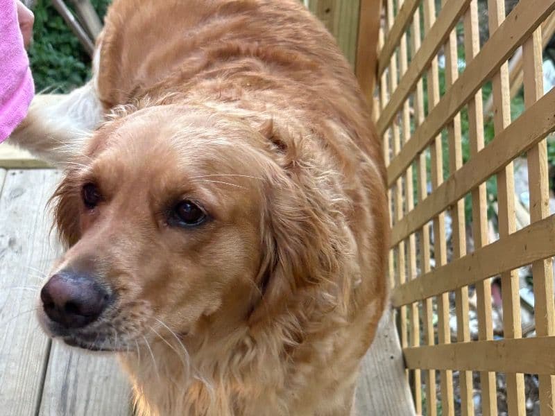 Golden Retriever 3 years 4 months old female large named Luna for breeding in Kenosha County, Wisconsin | Petmeetly