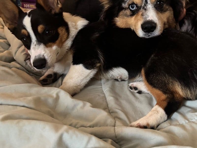 Corgi 1 year old female medium named Journey for breeding in Davidson County, Tennessee | Petmeetly