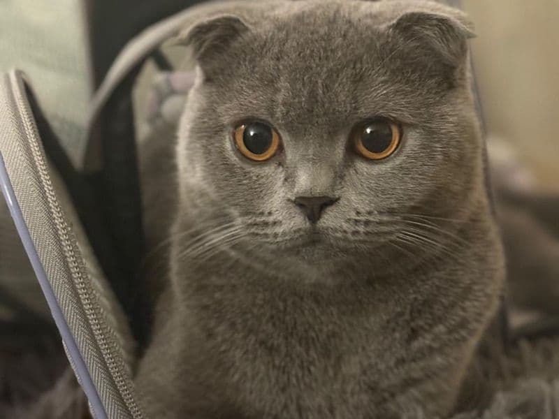 Mimi - British Shorthair | Petmeetly
