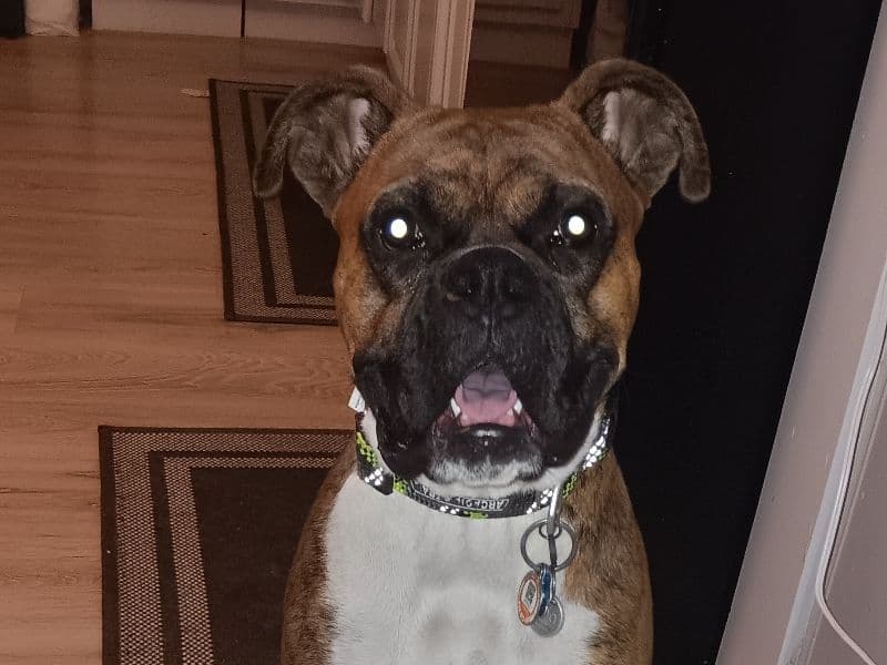 Tyson primary photo