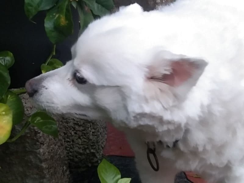 Spitz 13 years old male medium named Jimmy for breeding in Perungala, Kerala | Petmeetly
