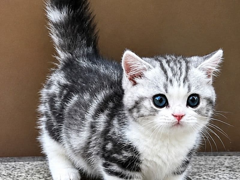 Little Meow Family - Domestic Shorthair | Petmeetly