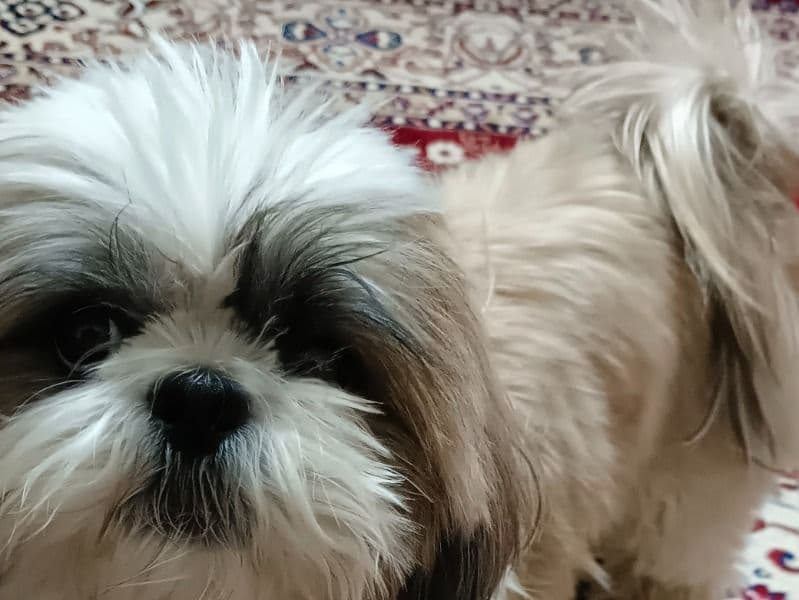 Shih Tzu 2 years 6 months old male small named Snoofy for breeding in Bangalore Division, Karnataka | Petmeetly