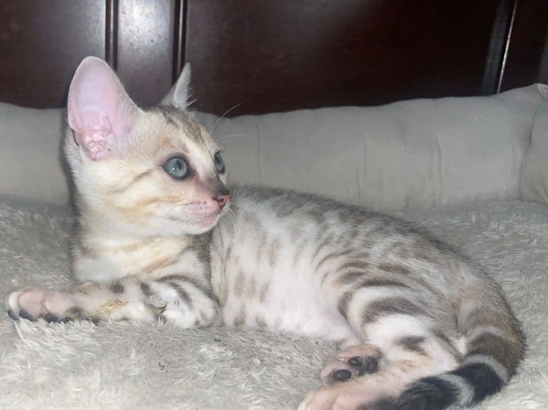 Sage - Bengal | Petmeetly