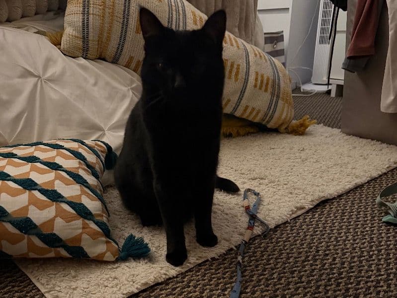 Domestic Shorthair 2 years 3 months old female named June for breeding in Columbia County, Pennsylvania | Petmeetly