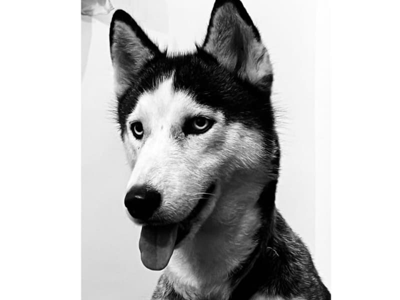 Husky 1 year 6 months old female medium named Zara for breeding in Telangana | Petmeetly