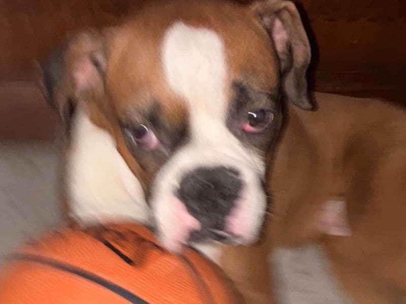 Boxer 3 years 5 months old male large named Baggheera for breeding in Faridabad Division, Haryana | Petmeetly