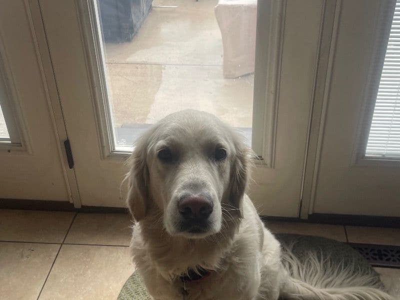 English Golden Retriever 2 years 7 months old male medium named Luke for breeding in Franklin County, Pennsylvania | Petmeetly
