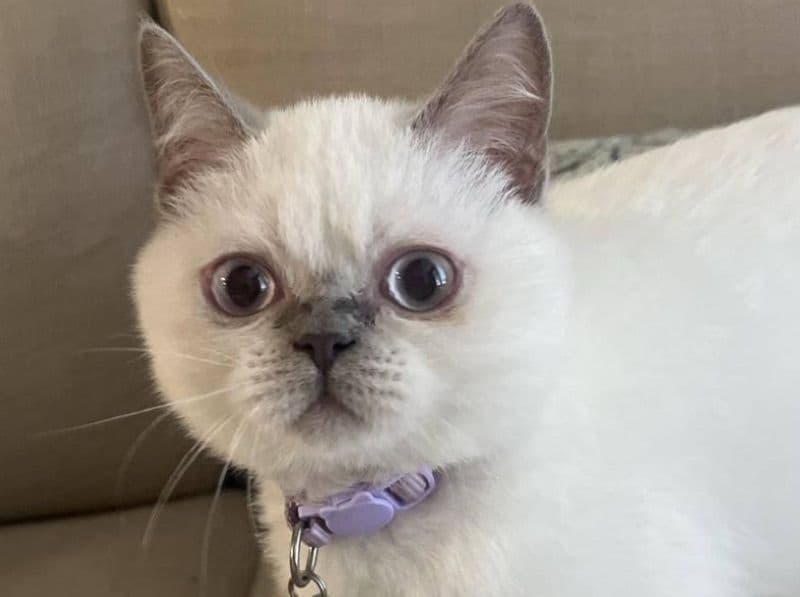 British Shorthair 2 years old female named Bianca for breeding in Kaufman County, Texas | Petmeetly