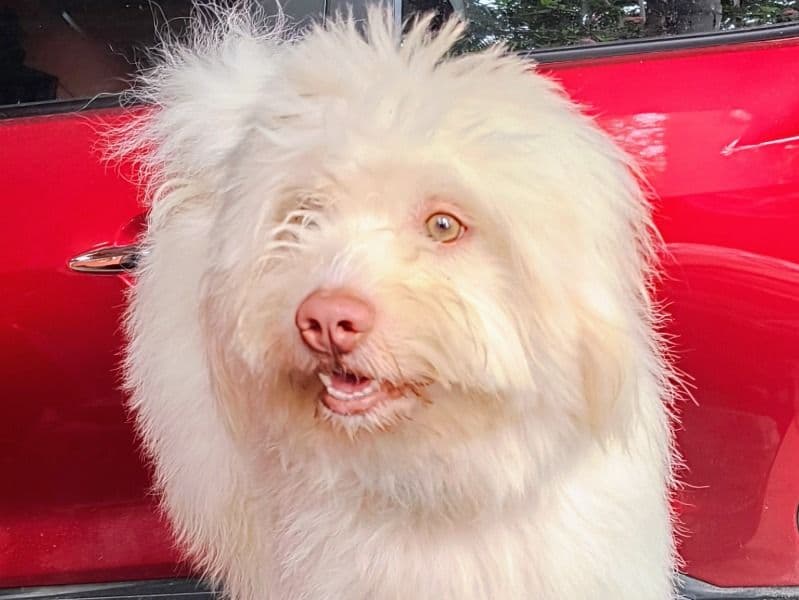 Maltichon 2 years 3 months old male medium named Shiro for breeding in Avadi, Tamil Nadu | Petmeetly